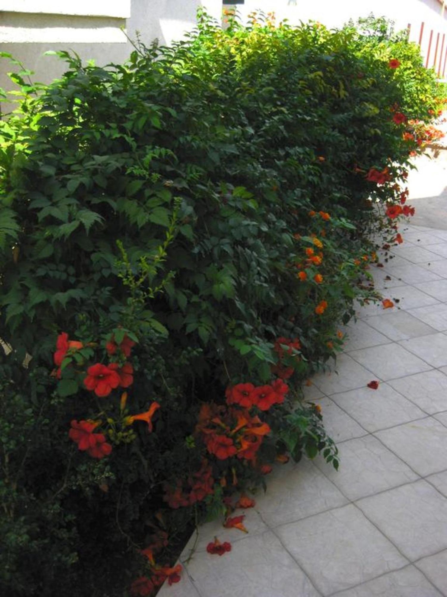 Villa Alba Apartments Dobra Voda Dış mekan fotoğraf